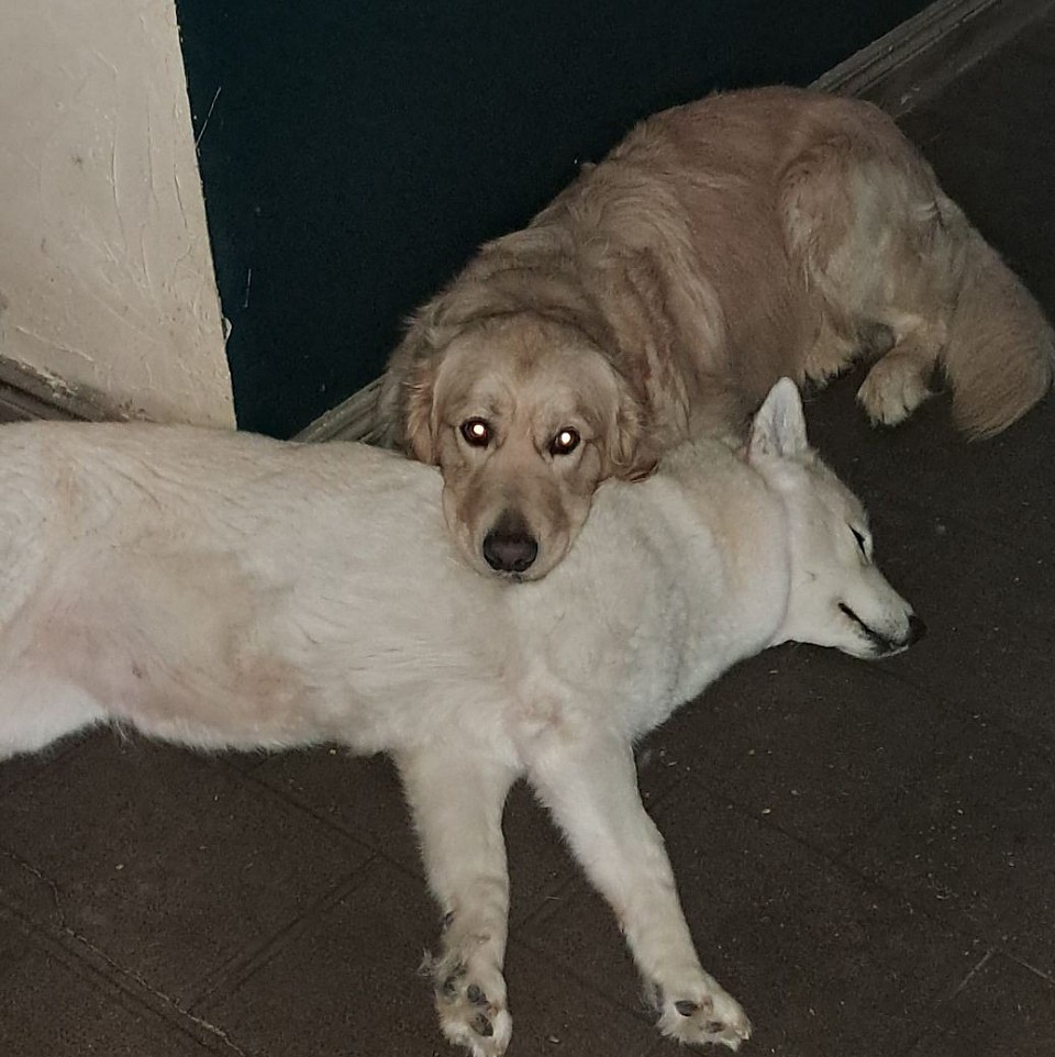 Loky et Bella