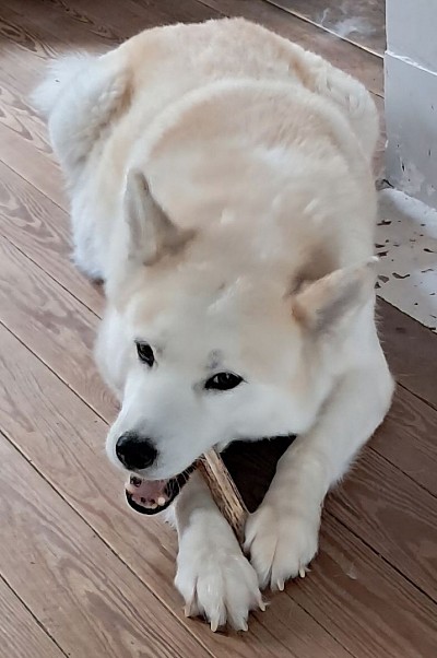 Bella