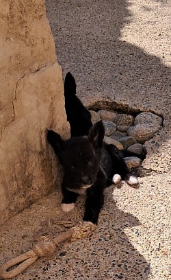Mon prénom sera Arlo