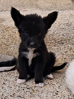 Arlo