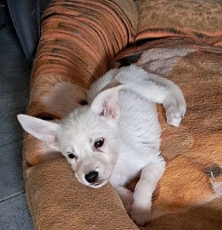 Azka