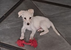 Apollo