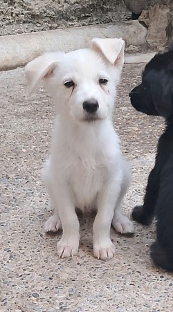 Apollo