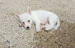Apollo