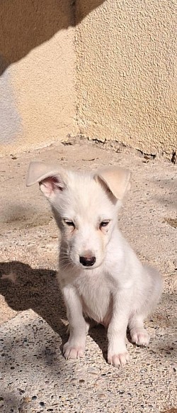Apollo