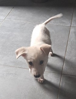 Azka