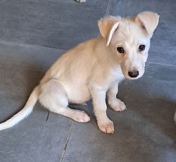 Apollo