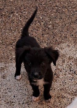 Arlo