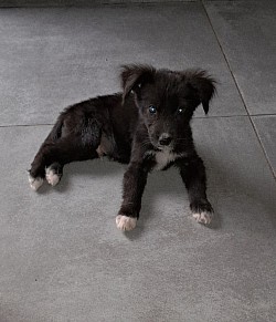 Arlo