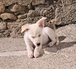 Azka