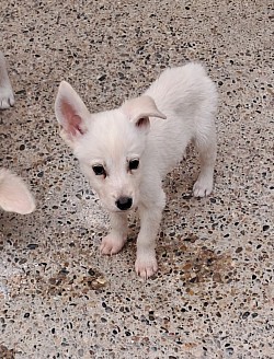 Amir
