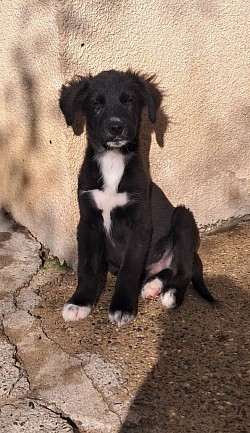 Arlo