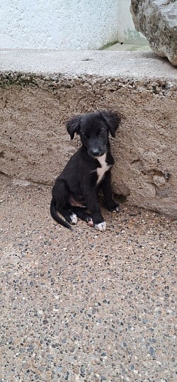 Arlo