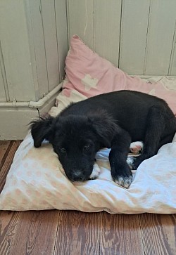 Arlo