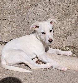 Apollo