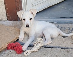 Apollo
