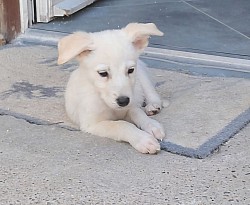 Amir