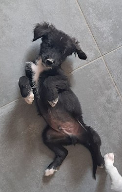 Arlo