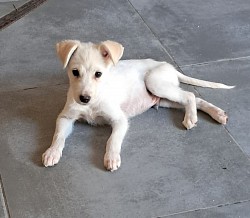Amir