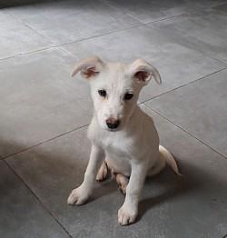 Apollo