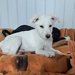 Apollo