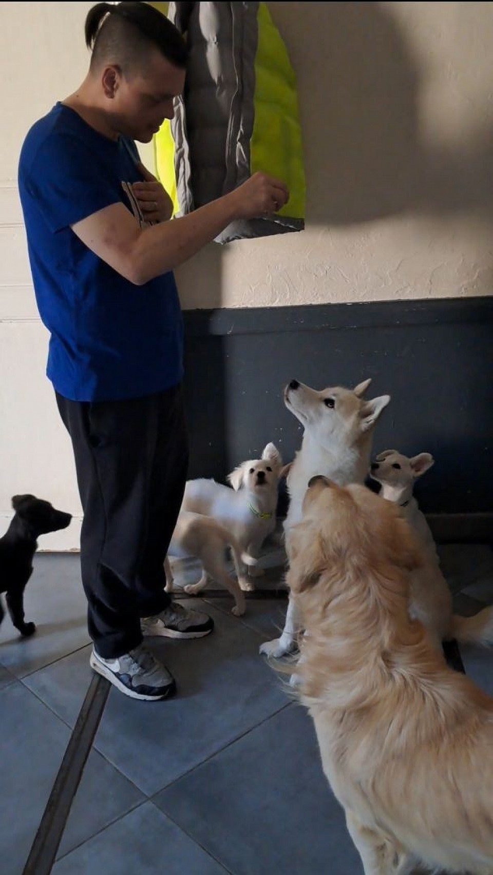 La compagnie dogs friends